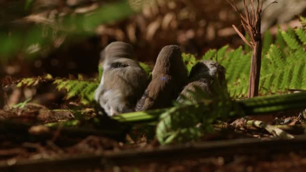 Uma Família Fadas Soberbas Wrens Descansando Preening Otway State Forest — Vídeo de Stock