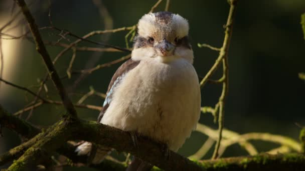 Primo Piano Kookaburra Appoggiato Una Filiale Della Otway State Forest — Video Stock