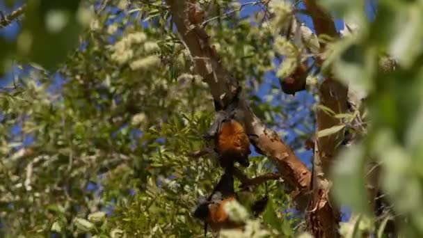 Grupo Zorros Voladores Cabeza Gris Colgando Árboles Cerca Brisbane Australia — Vídeos de Stock