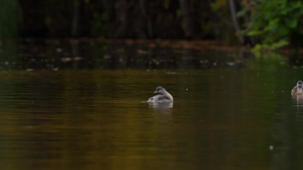 Ένα Ζευγάρι Αγριοκέφαλων Grebes Που Κολυμπούν Μια Λίμνη Πριν Βουτήξουν — Αρχείο Βίντεο