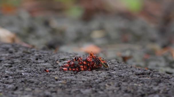 Кластер Harlequin Red Bugs Плаває Землі Тасманії Австралія — стокове відео