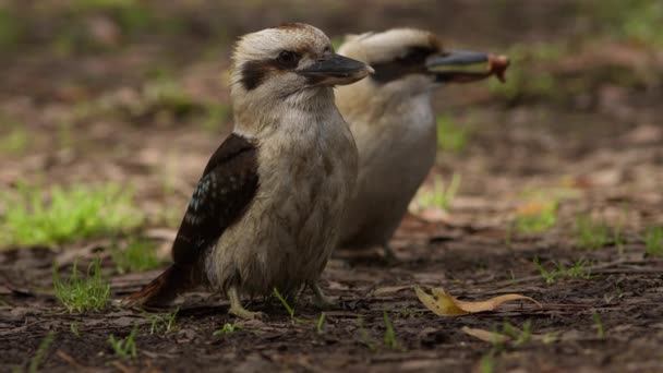 Zbliżenie Parę Kookaburras Spoczywających Ziemi Jedzących Otway State Forest Victoria — Wideo stockowe
