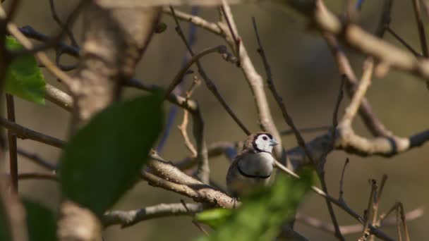 Ein Doppelgitterfink Ruht Sich Einem Baum Aus Und Brütet Bevor — Stockvideo