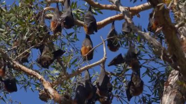 Brisbane, Avustralya yakınlarındaki ağaçlardan sarkan gri başlı bir grup tilki..