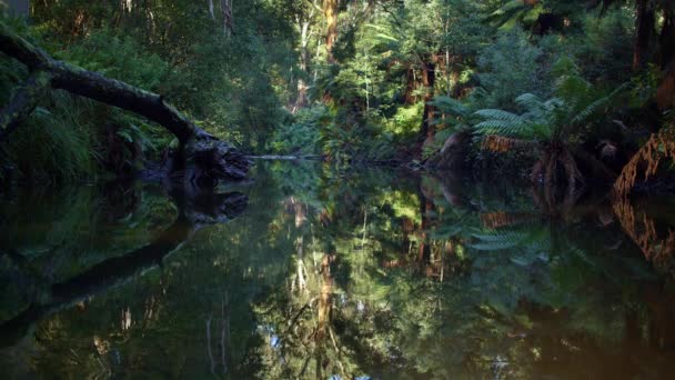 Gellibrand Nehri Dandos Kamp Alanı Ndan Geçiyor Otway Eyalet Ormanı — Stok video