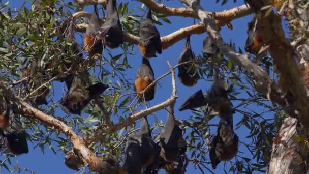 Μια Ομάδα Γκριζομάλληδων Ιπτάμενων Αλεπούδων Που Κρέμονται Από Δέντρα Κοντά — Αρχείο Βίντεο