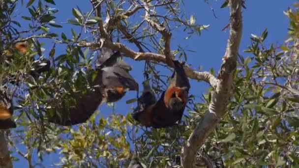 澳大利亚布里斯班附近 一群灰头飞狐挂在树上 — 图库视频影像