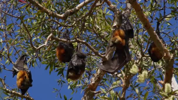 Gruppe Gråhårede Flyvende Ræve Hængende Fra Træer Nær Brisbane Australien – Stock-video