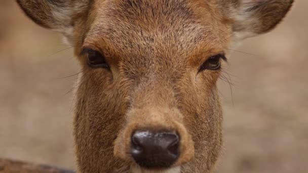 在日本奈良公园休息的一只麋鹿的头部拍摄 高质量的4K镜头 — 图库视频影像