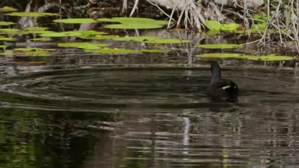 Kalın Kafalı Beyaz Gözlü Ördek Esmer Yaban Tavuğu Gölette Yiyecek — Stok video