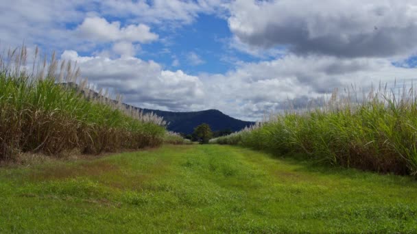 Cairns Avustralya Şeker Kamışı Tarlaları Arasında Uzanan Yola Erişim — Stok video