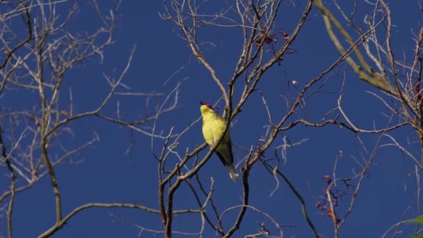 Fps Australského Fíkového Ptáka Sedícího Holém Stromě Během Silného Větru — Stock video