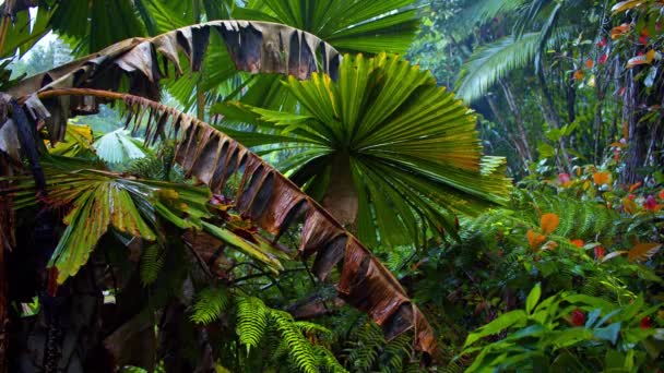 Помірний Дощ Падає Пишне Зелене Листя Тропічних Лісів Національному Парку — стокове відео
