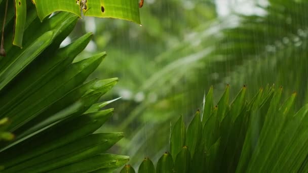 Rack Foco Tiro Chuva Moderada Caindo Folhagem Exuberante Floresta Tropical — Vídeo de Stock