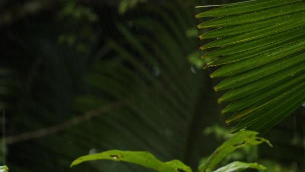 Chuvas Moderadas Que Caem Exuberante Folhagem Verde Floresta Tropical Parque — Vídeo de Stock