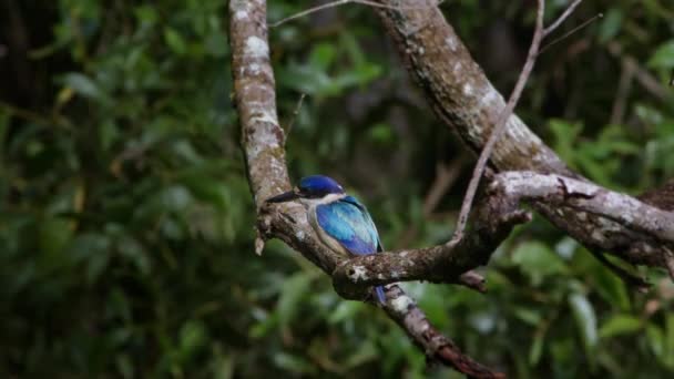 Skogs Kungsfiskare Jakt Insekter Kuranda National Park Queensland Australien — Stockvideo