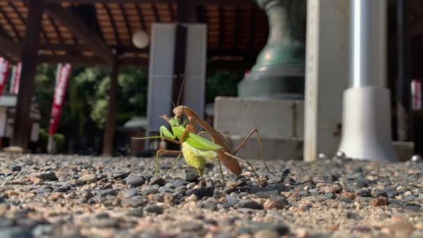 Large Female Praying Mantis Eating Smaller Male Praying Mantis — Stock Video