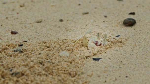 Krab Widmo Wyrzucający Niechciany Materiał Nory Wybrzeżu Okinawy Japonia — Wideo stockowe
