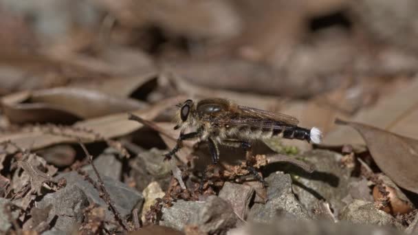 Eine Räuberfliege Bei Einer Unerwünschten Begegnung Mit Einer Ameise — Stockvideo
