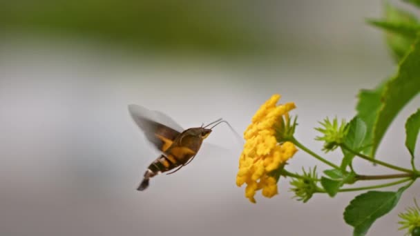 120 Fps Kolibra Jastrzębia Ćma Wiszącego Żywiącego Się Żółtymi Kwiatami — Wideo stockowe