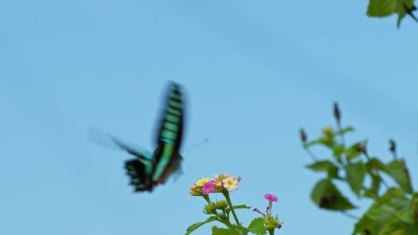 120 Fps Una Mariposa Triangular Azul Aterrizando Brevemente Las Flores — Vídeos de Stock