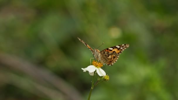 Bir Çiçeğin Arısıyla Yarışan Bir Kelebeğin 120 Fps — Stok video