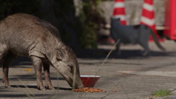 Javali Japonês Selvagem Roubando Comida Cachorro Enquanto Gato Assiste Fundo — Vídeo de Stock