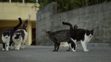 Japonya, Okinawa 'da sokakta birbirini selamlayan bir grup evcil kedi..