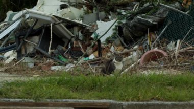 Japonya, Okinawa 'da bir ev atığı yığınının önünde oynayan bir çift kedi..
