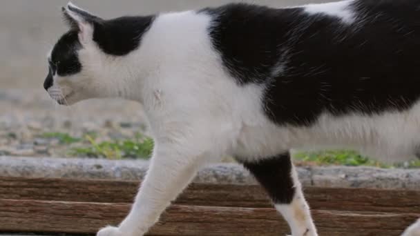 Κοντινό Πλάνο 120 Fps Panning Shot Domestic Cat Walking Back — Αρχείο Βίντεο