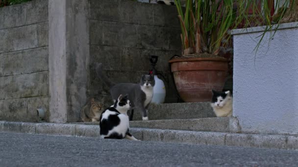 Eine Gruppe Von Katzen Spielt Auf Der Straße Okinawa Japan — Stockvideo