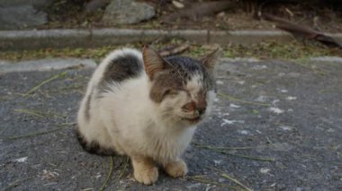 Japonya, Okinawa 'da yol kenarında oturan yaşlı ev kedisi soğuk algınlığından muzdarip..