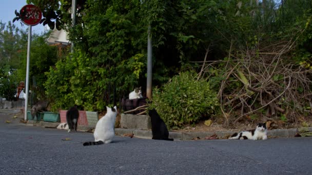 Javali Japonês Cumprimentando Gatos Domésticos Rua Okinawa Japão — Vídeo de Stock