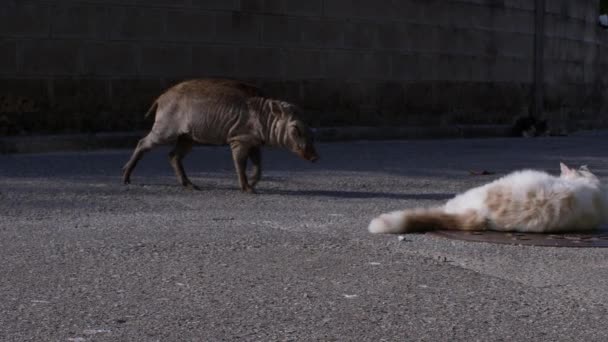 오키나와의 거리에서 고양이를 맞이하는 100Fps의 멧돼지 — 비디오
