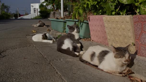 Sekelompok Kucing Domestik Beristirahat Dan Bermain Jalan Okinawa Jepang — Stok Video