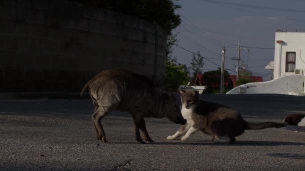 100 Fps Javali Japonês Cumprimentando Gatos Domésticos Rua Okinawa Japão — Vídeo de Stock