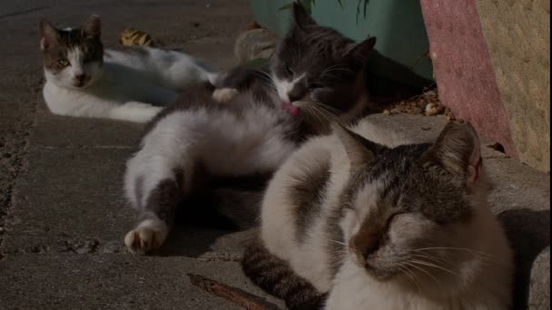 100 Fps Três Gatos Domésticos Descansando Limpando Rua Okinawa Japão — Vídeo de Stock
