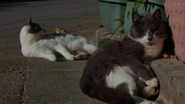 100 Fps Domowych Kotów Odpoczywających Sprzątających Ulicy Okinawa Japonia — Wideo stockowe