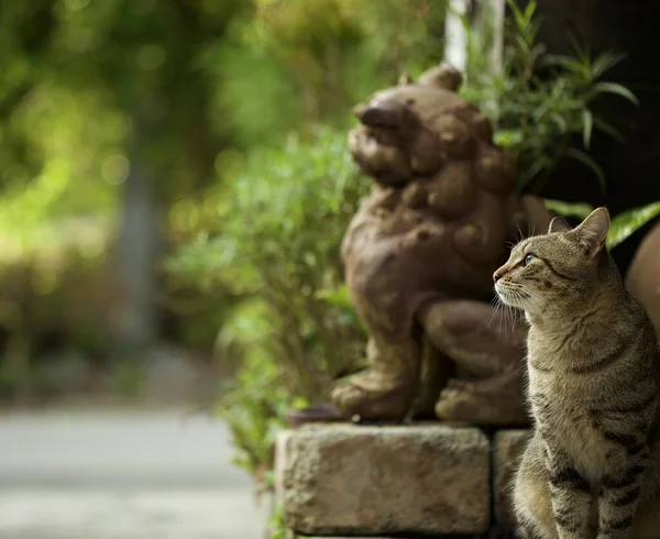 Japonya Okinawa Bir Shisa Heykelinin Yanında Tekir Bir Kedi Oturuyor Stok Fotoğraf
