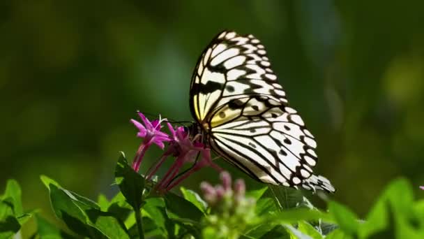 오키나와에서 먹이는 나비의 Fps — 비디오
