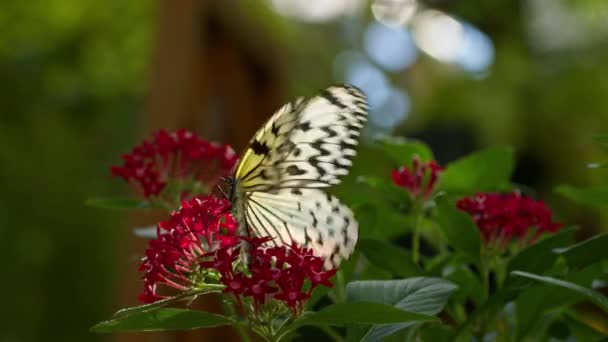 Fps Papírového Motýla Který Krmí Růžovými Květy Než Odletí Japonském — Stock video