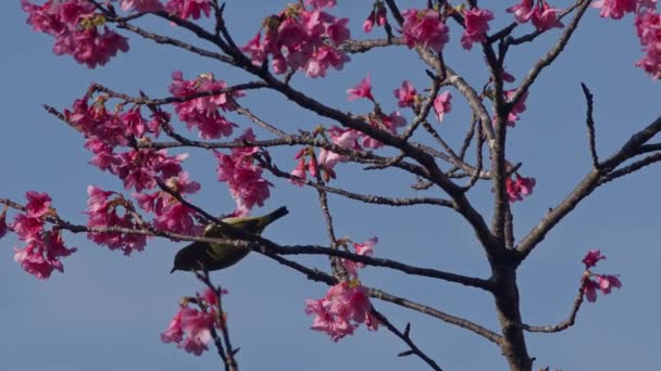 Japonya Okinawa Kiraz Çiçeklerinin Nektarıyla Beslenen Tek Bir Öten Beyaz — Stok video