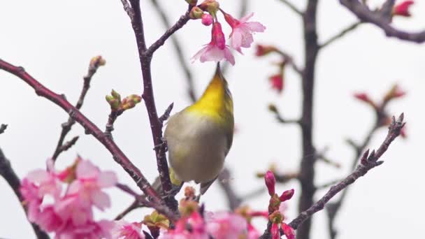 Fps Single Warbling White Eye Feeding Nectar Cherry Blossoms Okinawa — Stock Video
