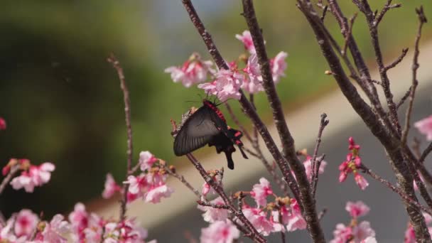 Fps Van Een Enkele Swallowtail Vlinder Voeden Zich Met Kers — Stockvideo