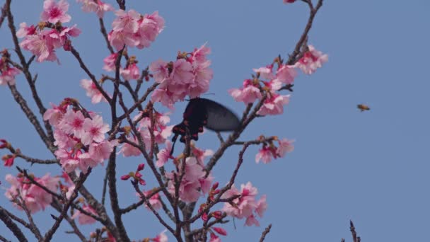 Fps Egyetlen Fecskefarkú Pillangó Cseresznyevirágzással Táplálkozó Méhecske Okinawában Japánban — Stock videók