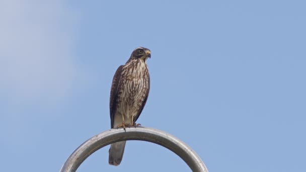 Fps Grey Faced Buzzard Perched Stainless Steel Post Preening Okinawa — Stock Video