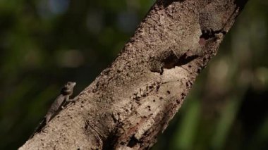Bir Okinawa ağaç kertenkelesi Nago, Okinawa 'da bir ağaca çarpmadan önce kafasını sallıyor.