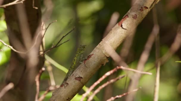 Lézard Arboricole Okinawa Reposant Sur Une Branche Avant Sauter Nago — Video