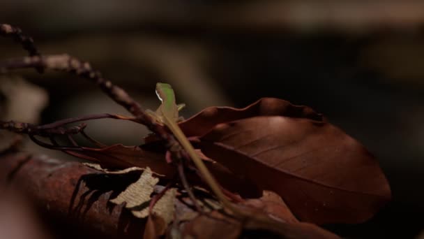 Emerald Grass Lizard Exhibiting Courtship Behaviour Waving Its Forelegs Nago — Stock Video