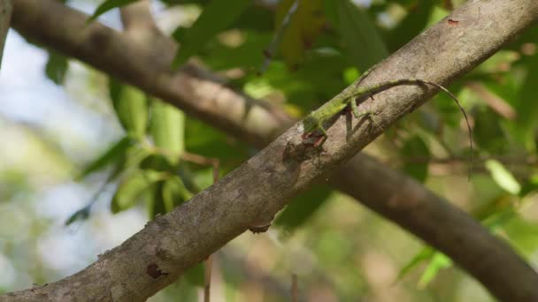 Μια Σαύρα Από Δέντρο Οκινάουα Τρέχει Κατά Μήκος Ενός Κλαδιού — Αρχείο Βίντεο